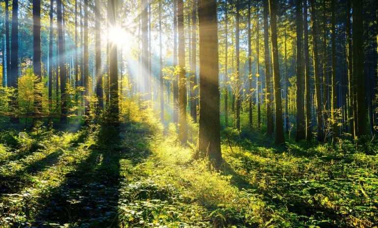 An essential tool in the war against greenhouse emissions